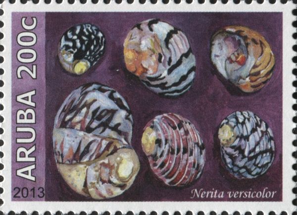 Nerita versicolor