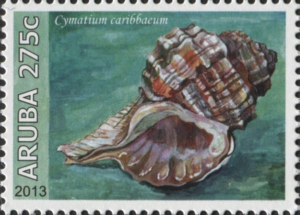 Cymatium caribbaeum