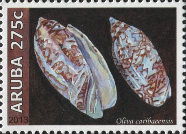 Oliva caribaeensis