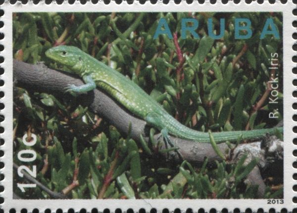 Aruba Whiptail (Cnemidophorus arubensis)