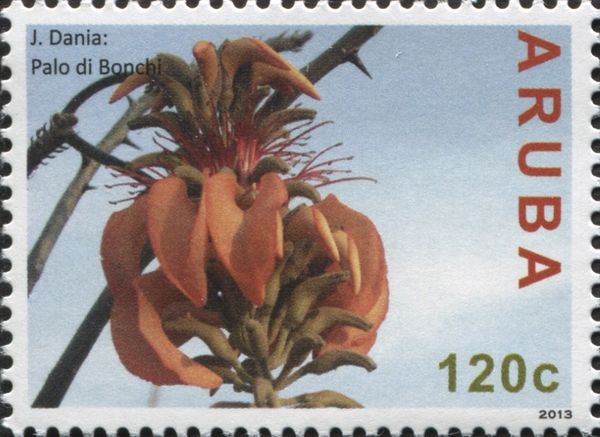J. Dania: Coral Tree Blossom