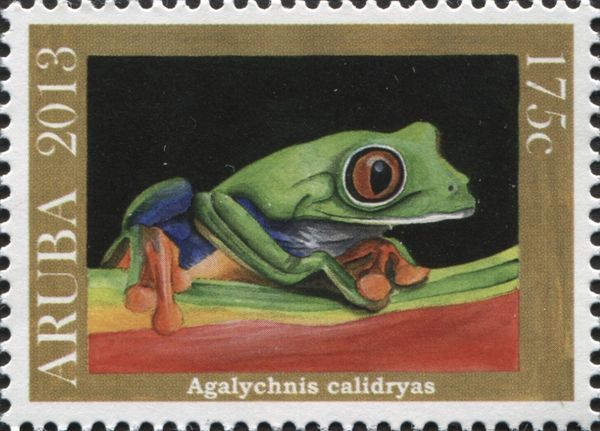Red-eyed Tree Frog (Agalychnis callidryas)