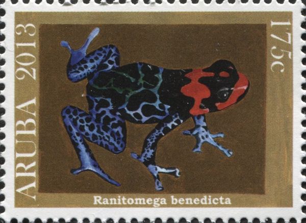Blessed Poison Frog (Ranitomeya benedicta)