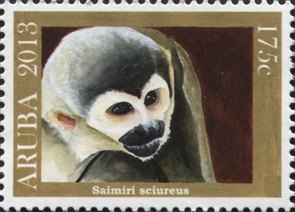 Guianan Squirrel Monkey (Saimiri sciureus)