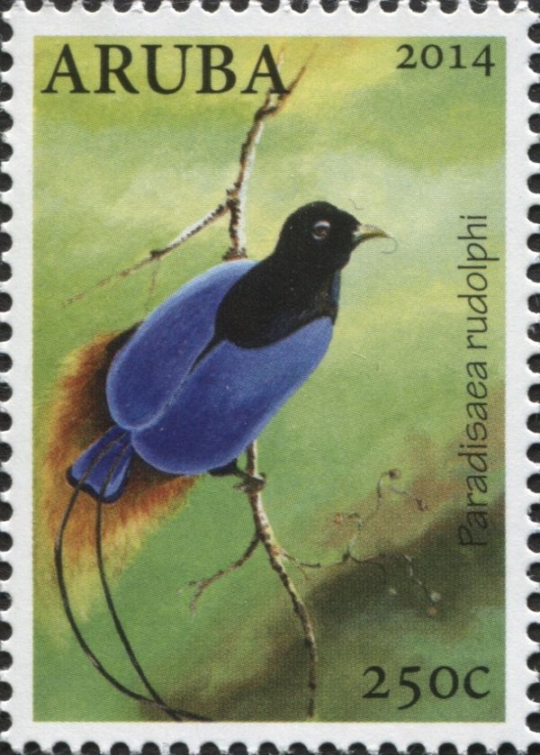 Blue Bird-of-paradise (Paradisaea rudolphi)