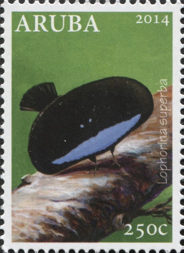 Greater Lophorina (Lophorina superba)