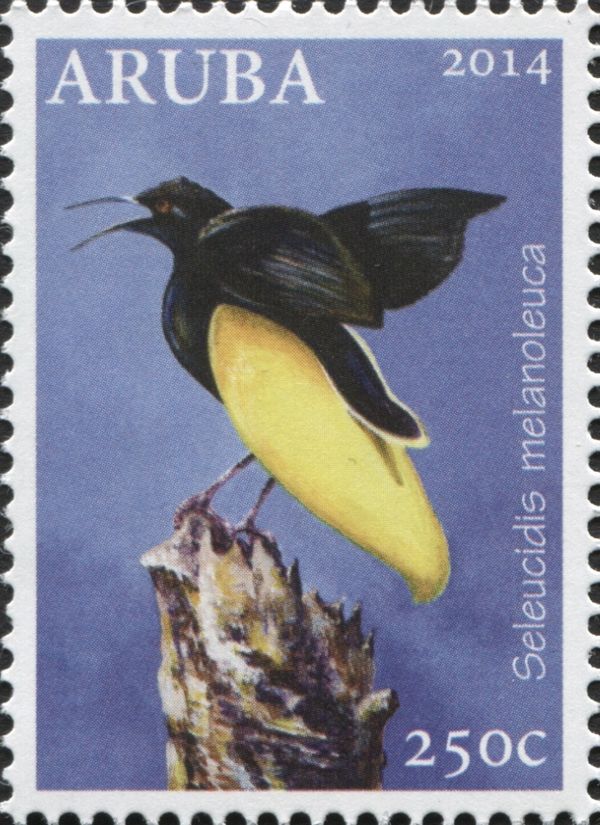 Twelve-wired Bird-of-paradise (Seleucidis melanoleuca)