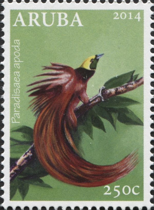 Greater Bird-of-paradise (Paradisaea apoda)