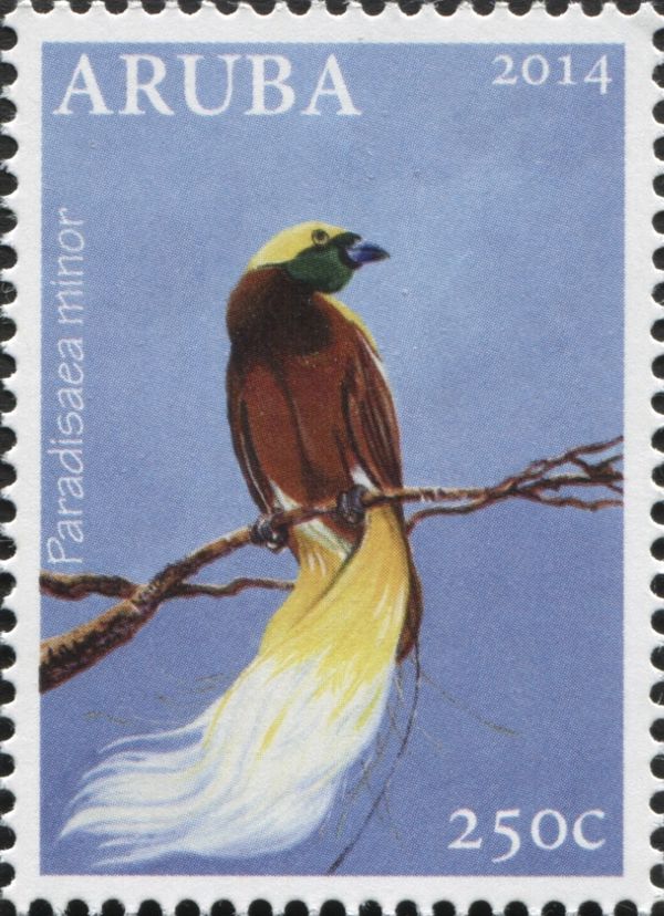Lesser Bird-of-paradise (Paradisaea minor)