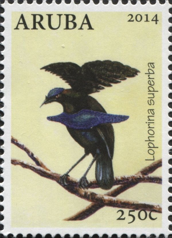 Lesser Lophorina (Lophorina superba)