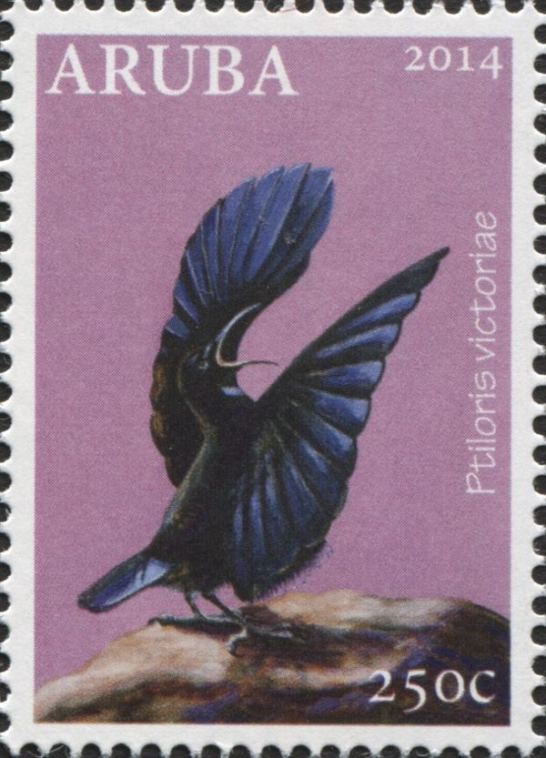 Victoria's Riflebird (Ptiloris victoriae)