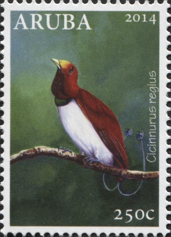 King Bird-of-paradise (Cicinnurus regius)
