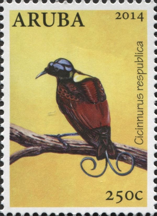 Wilson's Bird-of-paradise (Cicinnurus respublica)