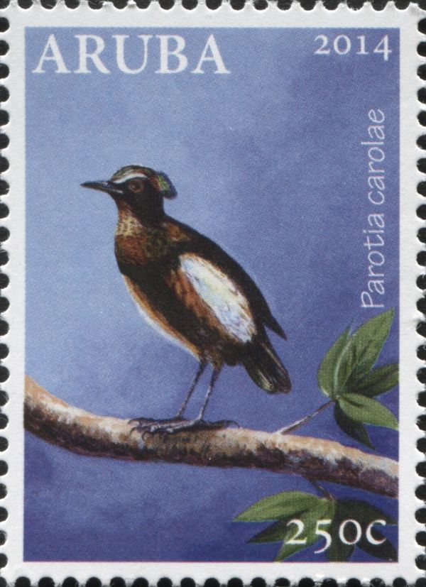 Carola's Parotia (Parotia carolae)