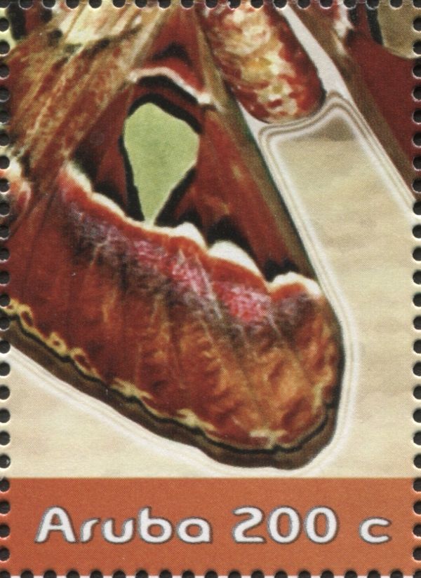 Atlas Moth (Attacus atlas) - Part