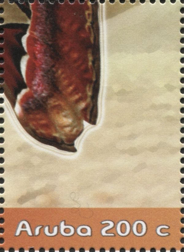 Atlas Moth (Attacus atlas) - Part