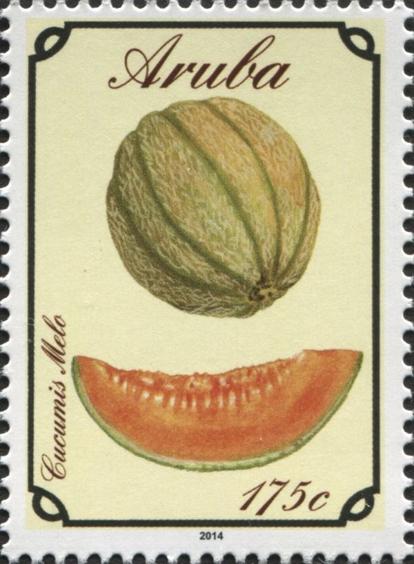 Muskmelon (Cucumis melo)