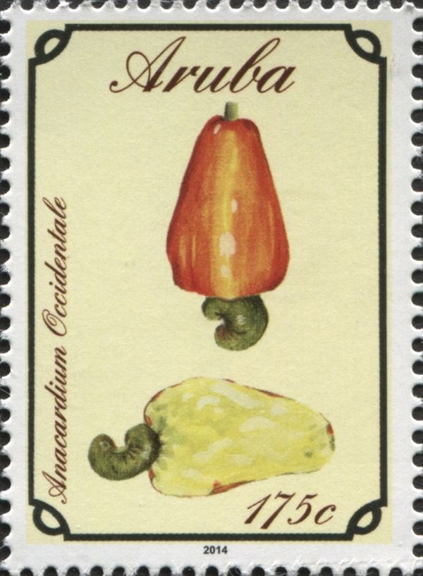 Cashew (Anacardium occidentale)