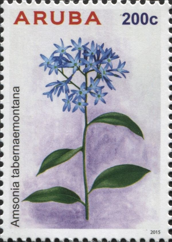 Amsonia tabernaemontana