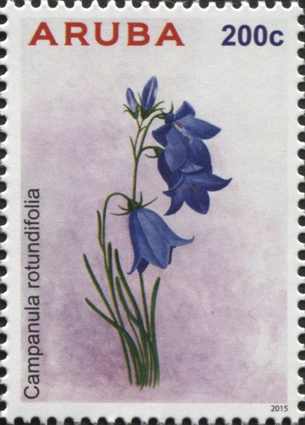 Campanula rotundifolia
