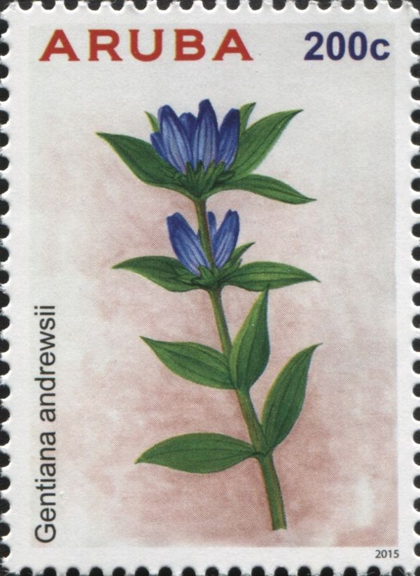 Gentiana andrewsii