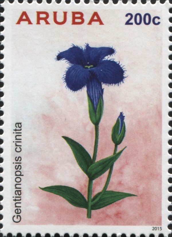 Gentianopsis crintia