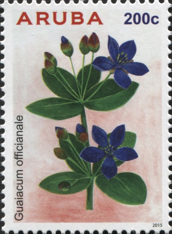 Guaiacum officinale