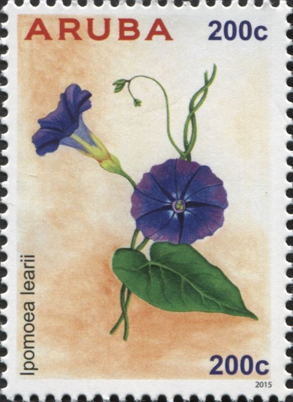 Ipomoea learii
