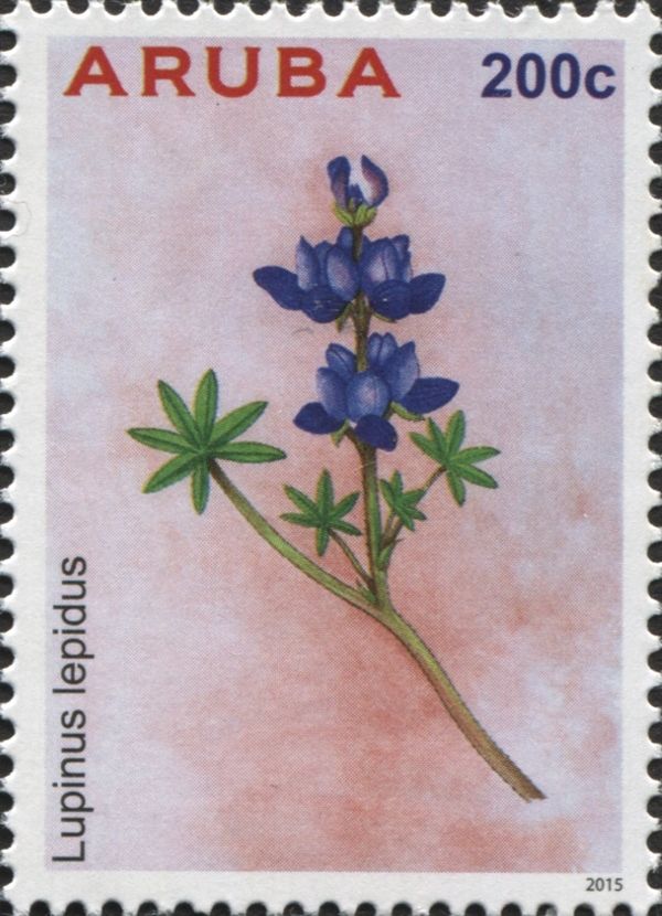 Lupinus lepidus