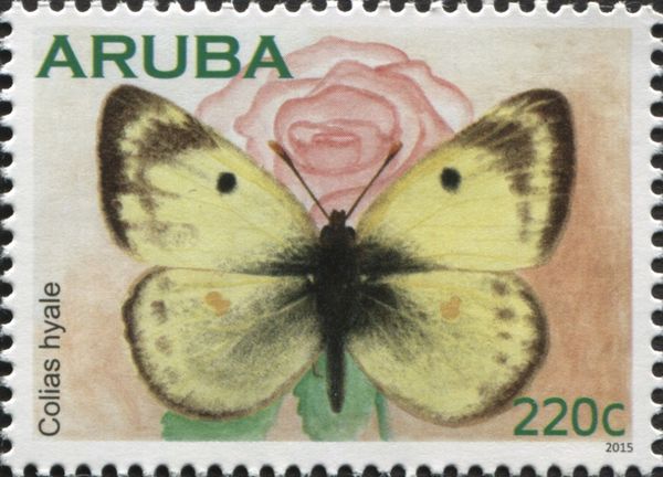 Pale Clouded Yellow (Colias hyale)