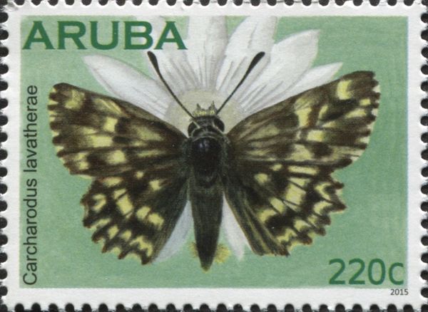 Marbled Skipper (Carcharodus lavatherae)