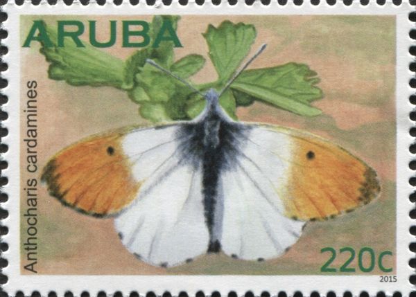 Orange Tip (Anthocharis cardamines)
