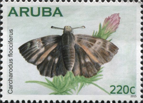 Tufted Skipper (Carcharodus flocciferus)