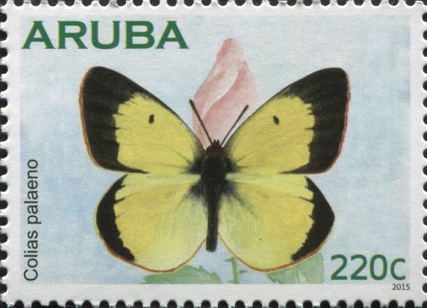 Moorland Clouded Yellow (Colias palaeno)