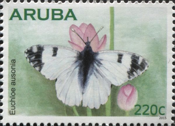 Eastern Dappled White (Euchloe ausonia)