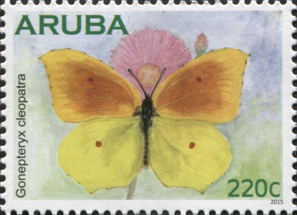 Cleopatra Butterfly (Gonepteryx cleopatra)