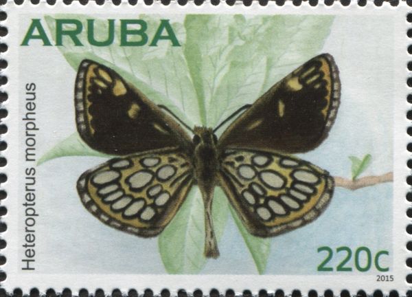 Large Checkered Skipper (Heteropterus morpheus)