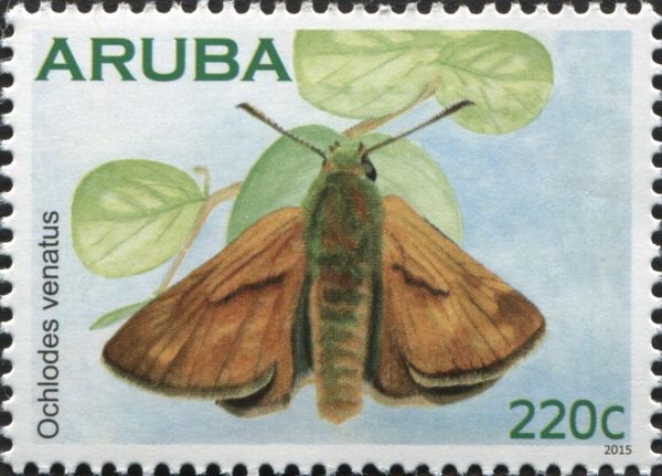 Large Skipper (Ochlodes venatus)