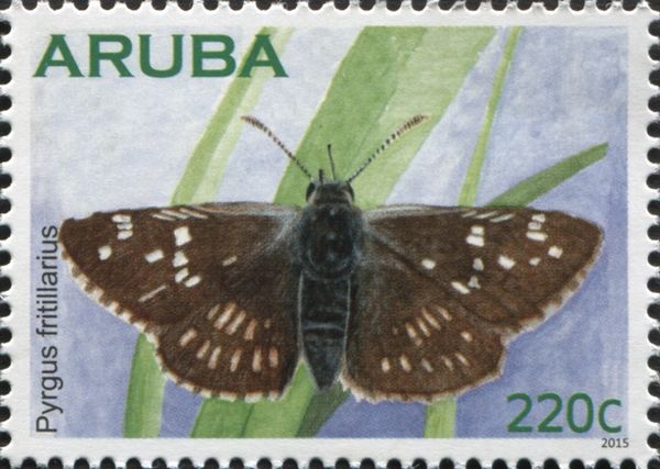 Safflower Skipper (Pyrgus fritillarius)