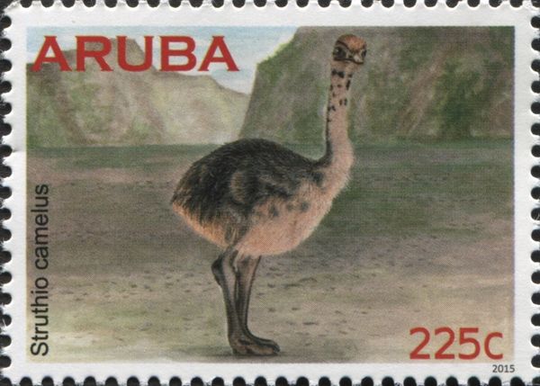 Ostrich (Struthio camelus) - juvenile
