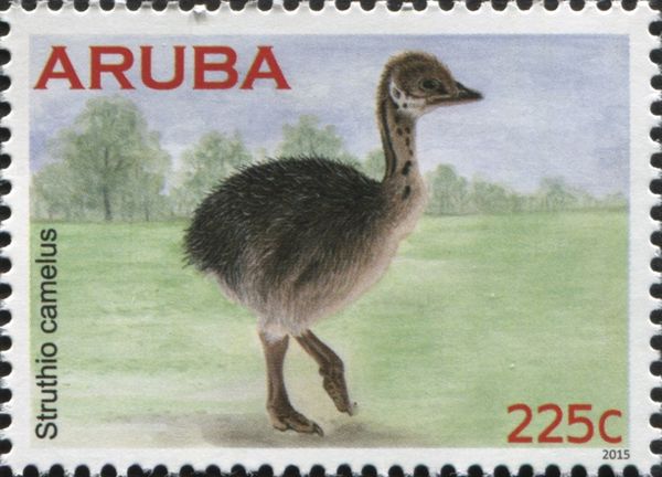 Ostrich (Struthio camelus) - juvenile