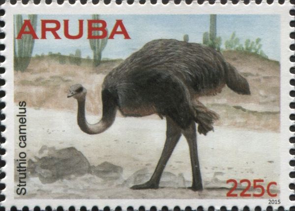Ostrich (Struthio camelus)