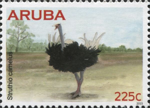 Ostrich (Struthio camelus)