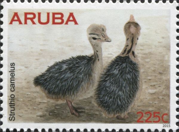 Ostrich (Struthio camelus) - chicks