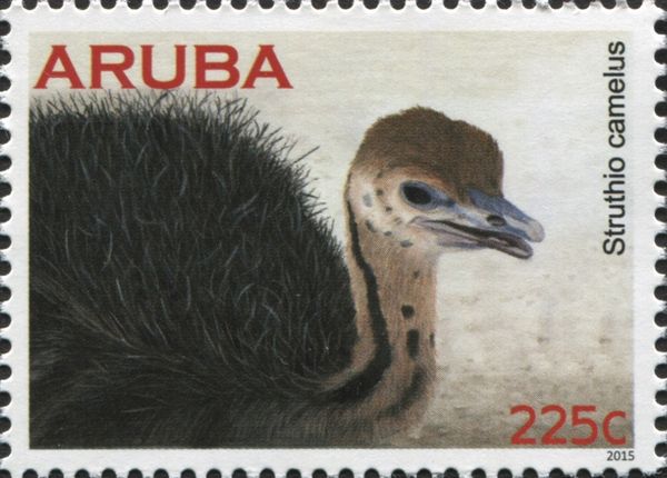 Ostrich (Struthio camelus) - juvenile