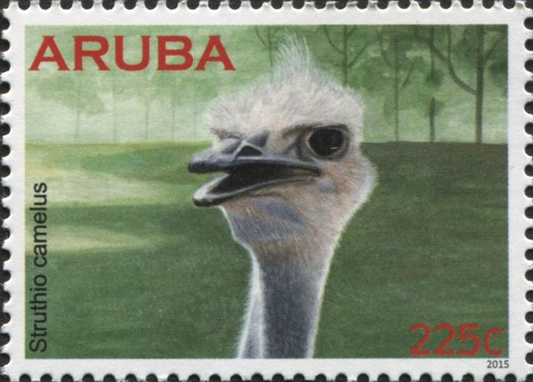 Ostrich (Struthio camelus)