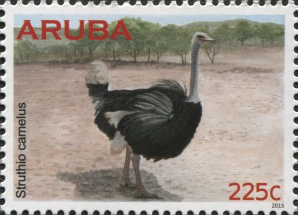 Ostrich (Struthio camelus)