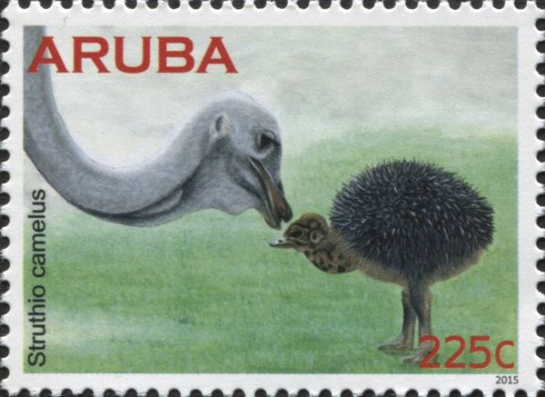 Ostrich (Struthio camelus)
