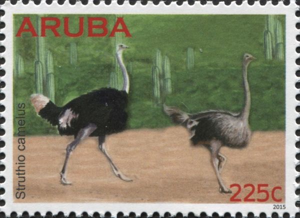 Ostrich (Struthio camelus)