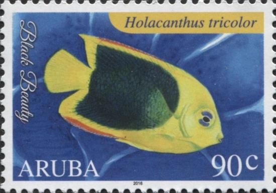 Rock Beauty (Holacanthus tricolor)